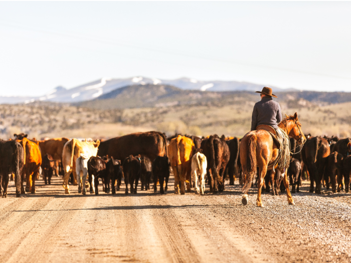 Beyond that, the sale will also include the cattle ...