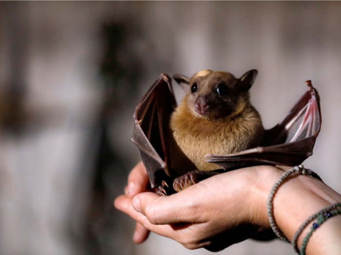 The bats were drawn to Tel Aviv because of the city