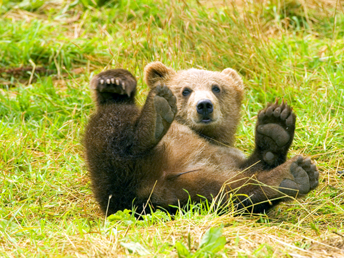 A pet bear can be your best friend — or your worst enemy.