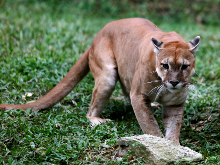 A pet cougar can be tamed, but it can never be domesticated.