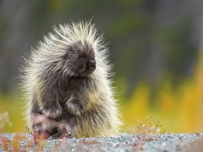 A porcupine can be a pretty easygoing pet — but it can also be prickly.