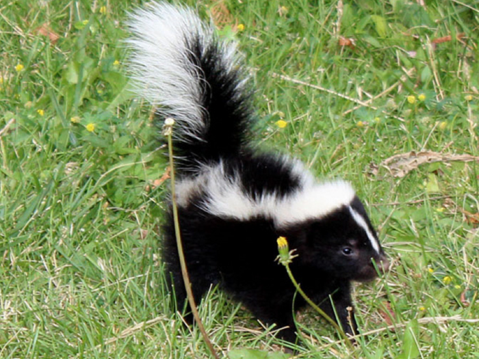 Owning a skunk isn