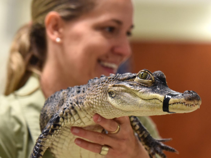 An alligator is a huge commitment — and it might outlive you.