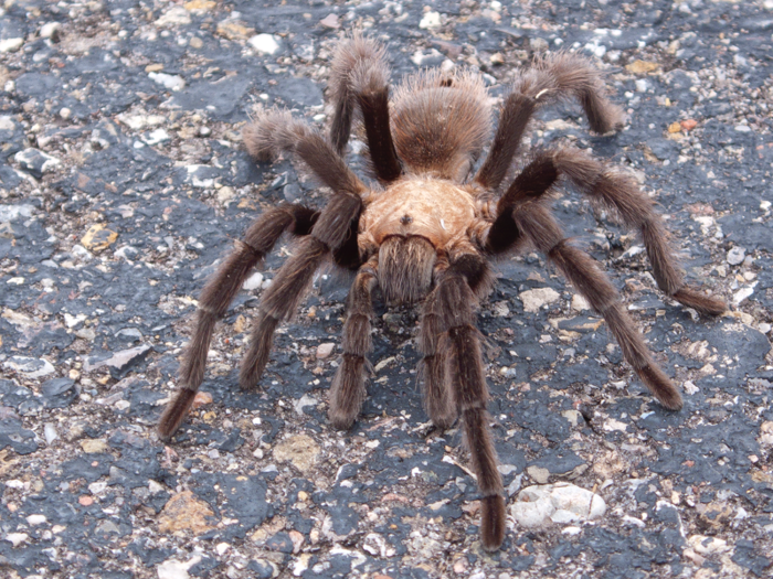 Pet tarantulas can be quite the handful.