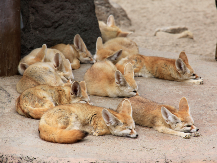 Foxes are as smart as dogs, and could be on the way to domestication.