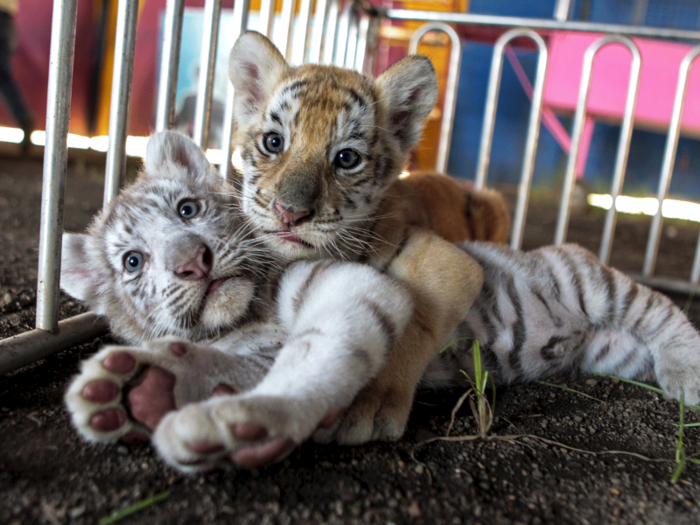 The majority of tigers live as pets, not in the wild.