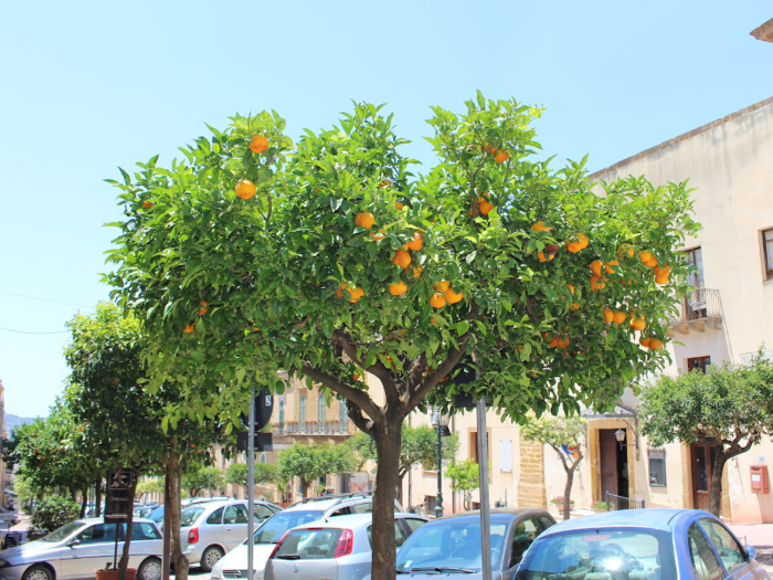 In Sambuca, the sidewalks are lined with vibrant orange trees.