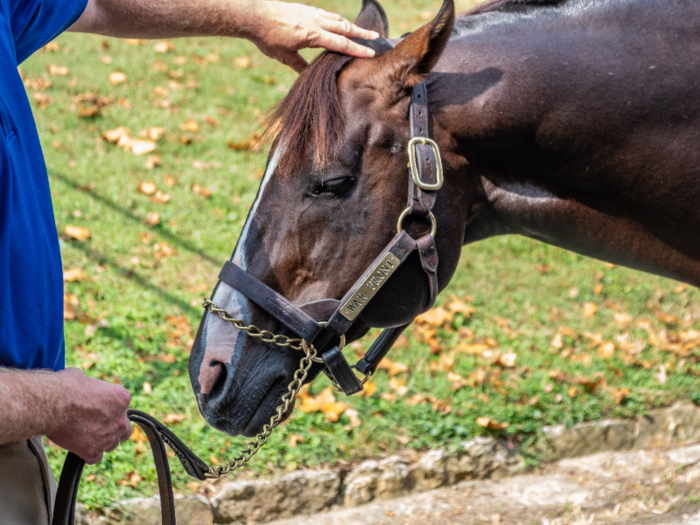 This year, War Front bred with 81 mares and brought in $10 million in revenue for the farm.