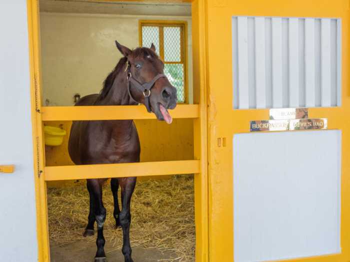 Shiny golden placards on the stalls denote the name of each stallion.