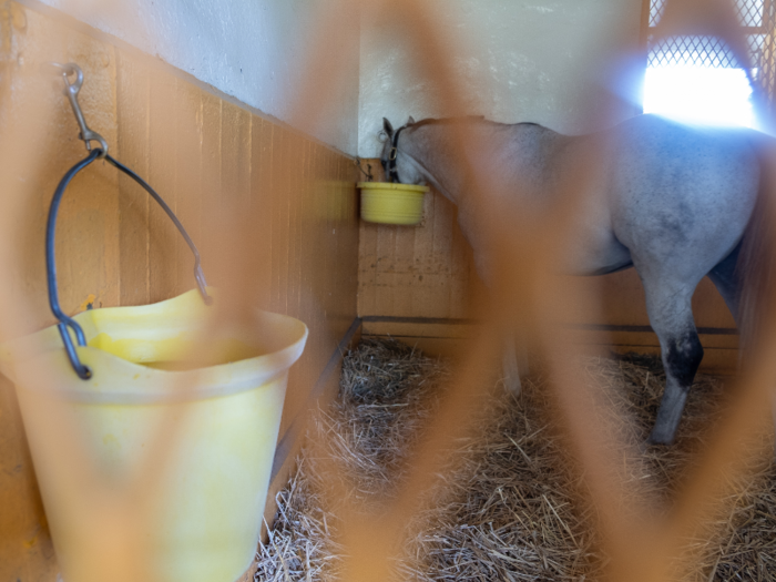 And in addition to the grain and water buckets, each horse has its own salt block to lick in its stall.