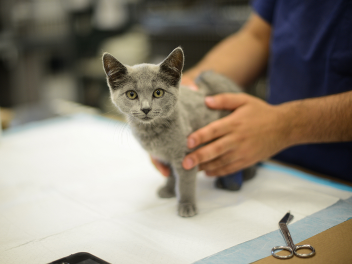 This veterinarian tested her employee every day.