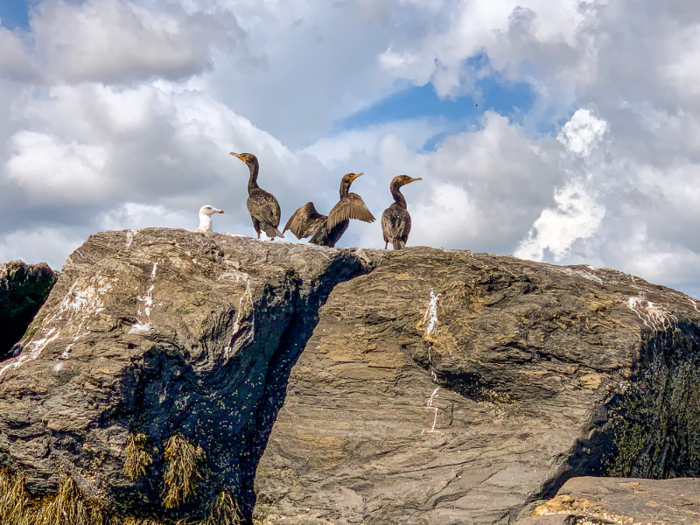 Cormorants and gulls were perched on the rocks near the ledge. These birds live on ledges all over the coast of Maine.