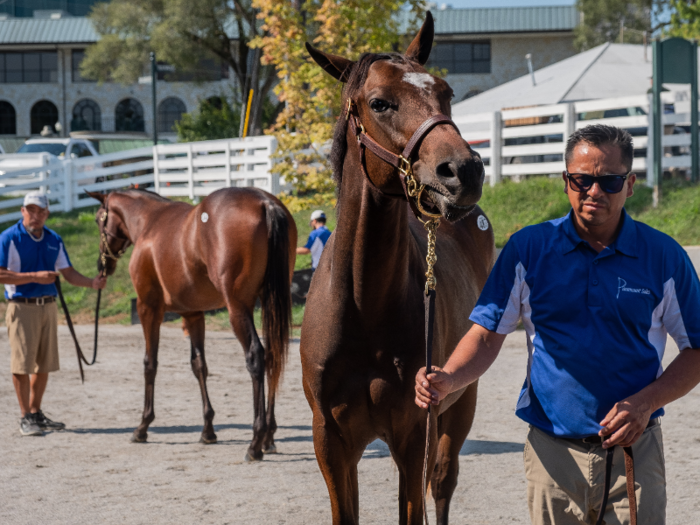 The majority of horses at the September sale are Kentucky-bred because everyone wants a Kentucky bred-horse, Keeneland