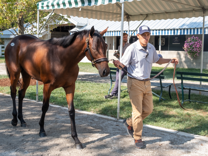 After breakfast, I headed over to the barn area behind the sales pavilion, where employees of the farms that brought horses to the sale were walking the yearlings around, warming them up and showing them off.