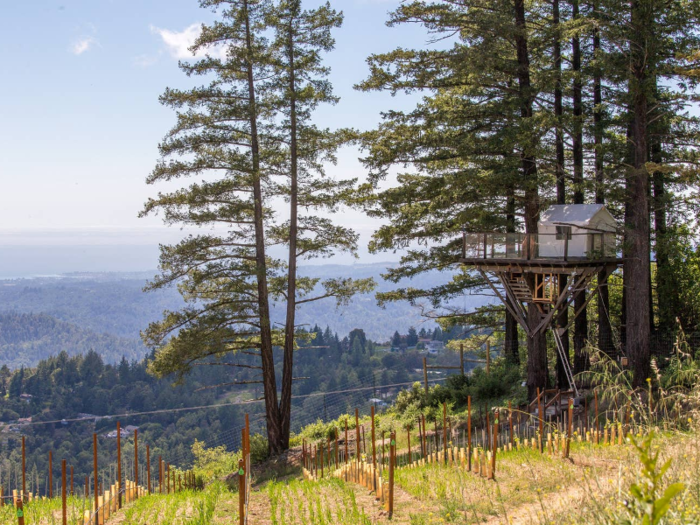 2. At the same vineyard, you can also stay in a treehouse for $220.