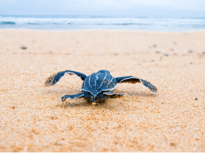 This newly born leatherback turtle, like many others like it, is making its way back to the ocean after being born on land.