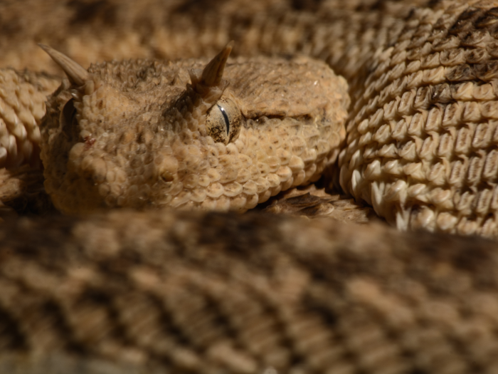 Despite its devilish appearance, the Saharan horned viper venom is rarely fatal to humans.