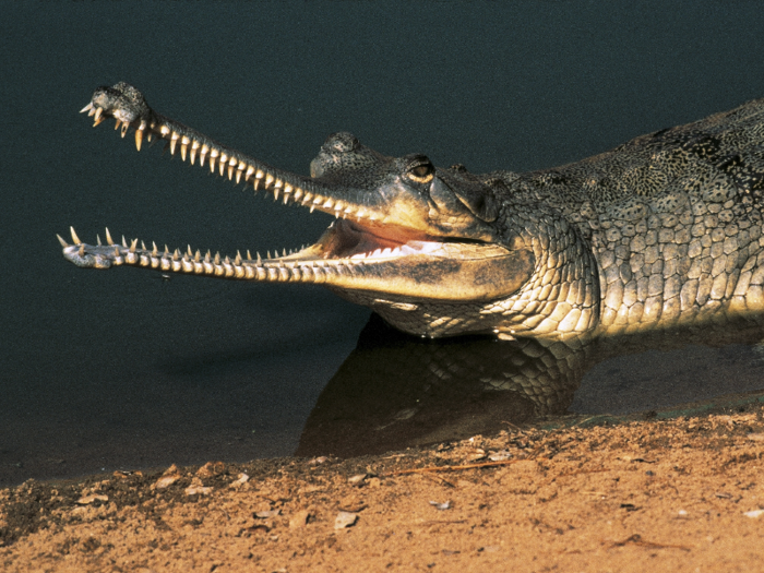 A gharial at water