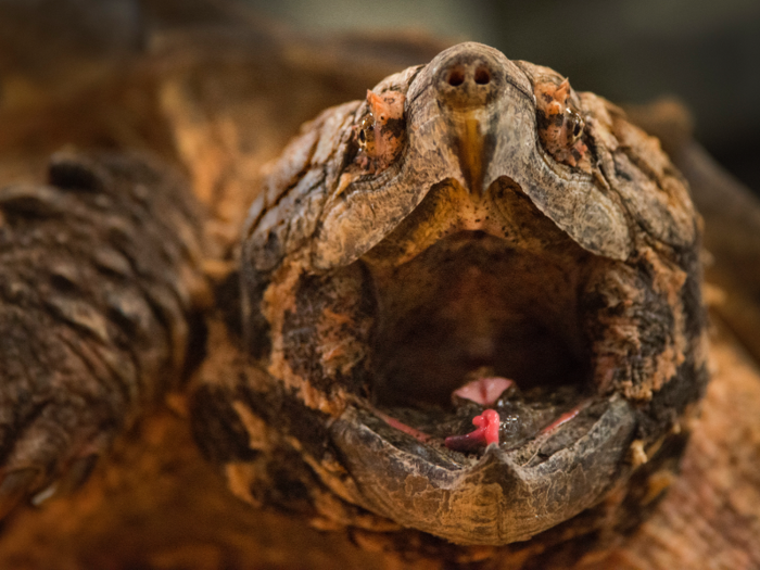 The alligator snapping turtle can live up to 100 years.