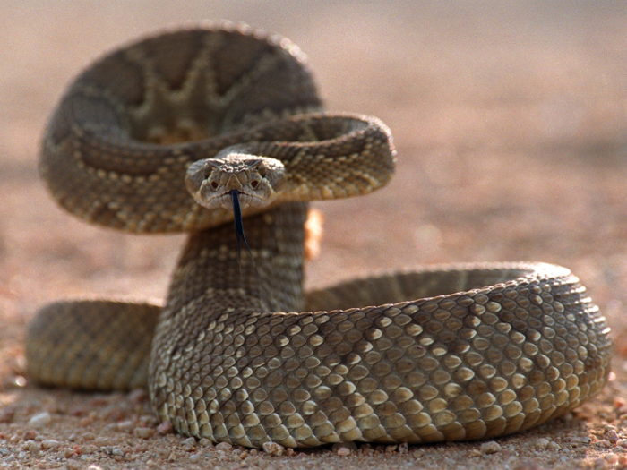 The Mojave rattlesnake uses its rattle to alert predators to its presence. It can release about 130 different toxins during a bite.