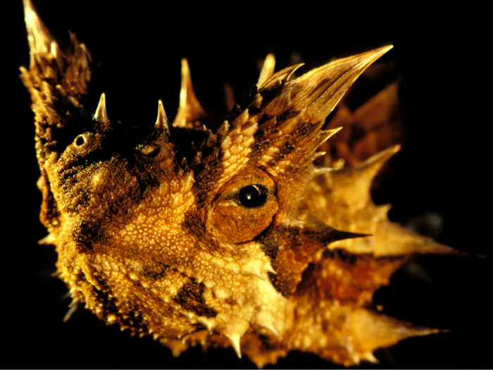 The thorny devil, native to Australia, is named after a god of human sacrifice in John Milton