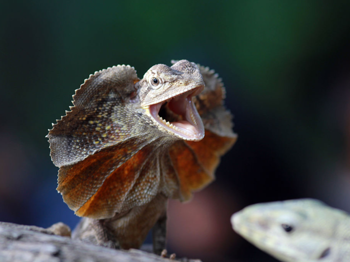 The frilled dragon, native to New Guinea and Australia, threatens predators by extending the flap of skin around its neck, or "frills."