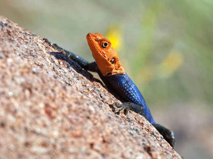 Namibian rock agamas come in bright colors and enjoy hanging out in groups of 10 when they bask in the sun.