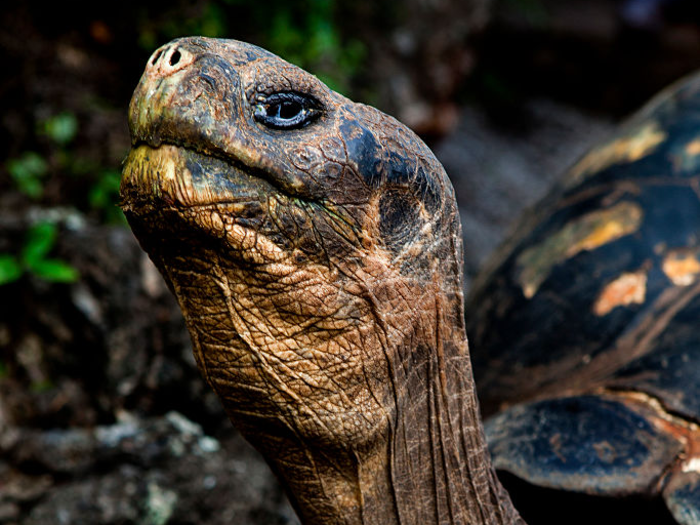 A Galapagos​ tortoise can live to be 80 to 120 years old.