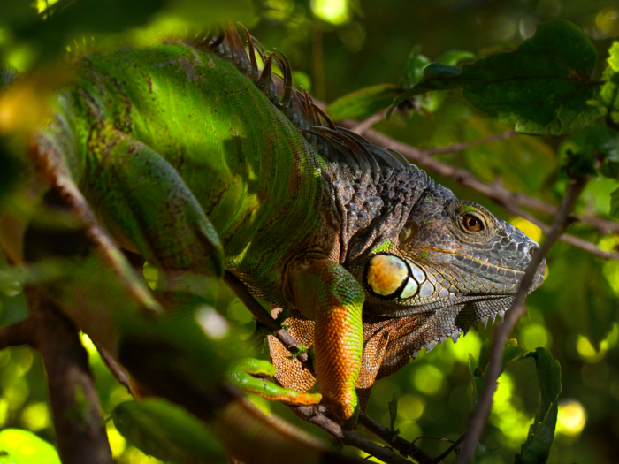 Iguanas can grow to be over 6 feet long. But despite their length, they manage to blend in well with their surroundings, like this iguana hiding in the trees.