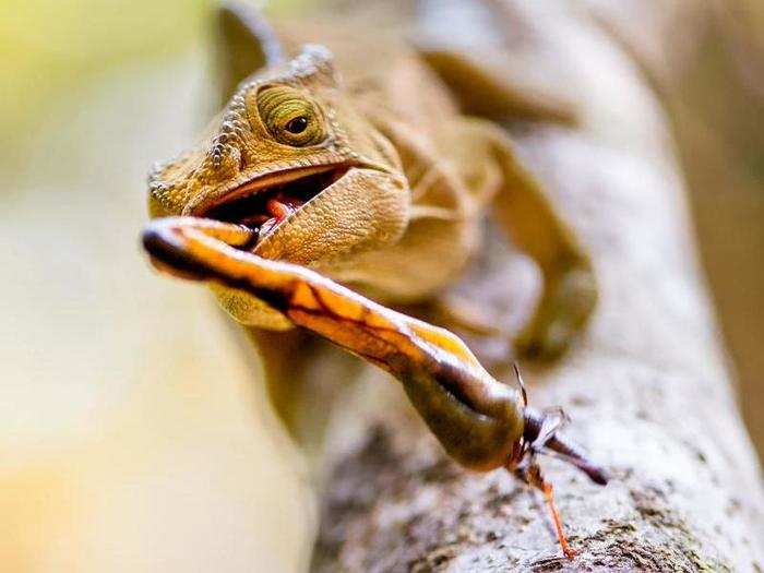 A chameleon catching its prey in Madagascar. These little lizards can camouflage themselves to their surroundings, making them stealthy hunters.