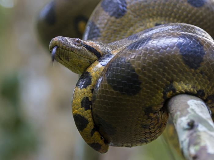 A green anaconda coiled up on a branch in the Amazon River Basin. These deadly predators can weigh up to 250 kilograms.