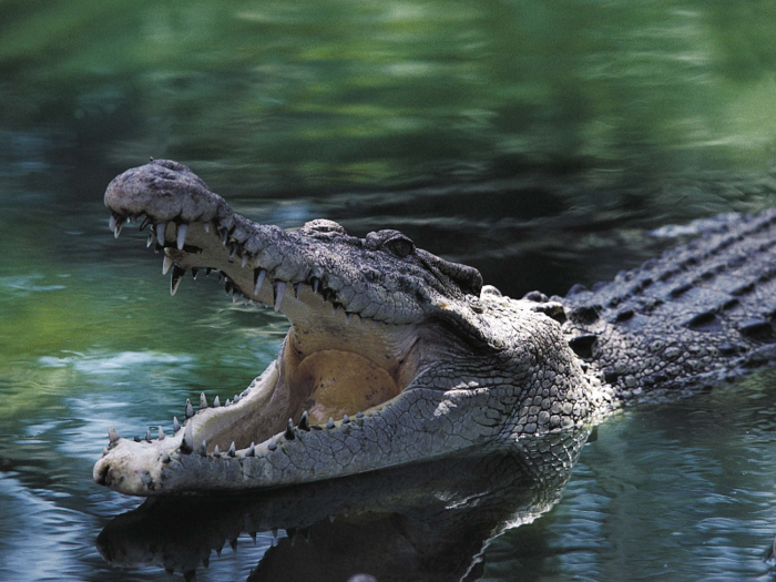 A crocodile basking in the sunlight in Bangkok, Thailand.