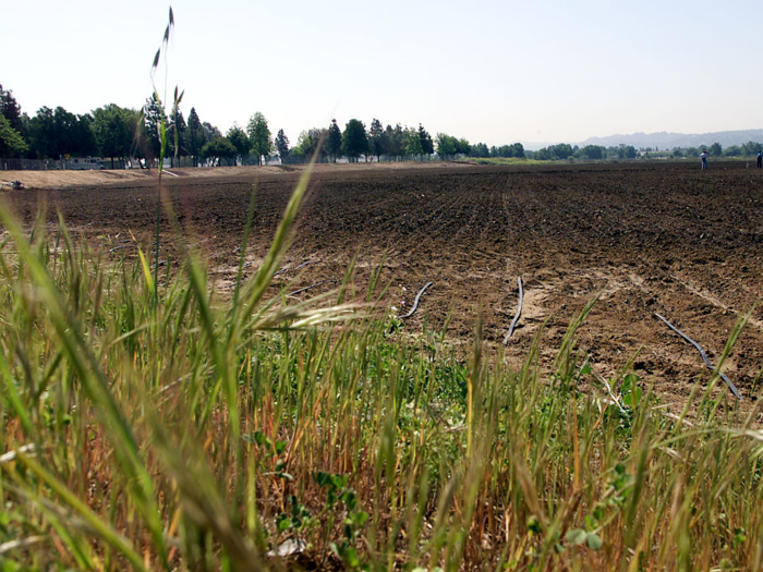 July and August are the busiest time for corn maze designers because they cut when the corn is not yet fully grown, Watts said. Creating the design and doing the GPS plotting takes three to eight hours per maze.