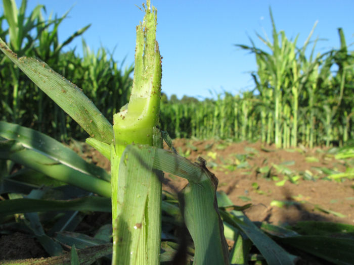 He said he typically designs his mazes between January and April and cuts the stalks in the summertime.