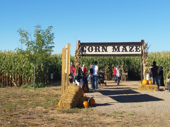 After high school, Watts worked at a farm for a few years, but left to start his own graphic design business. When the farm later hired him to design a corn maze, he drew on his experience in farming and design to create one. Soon, word spread of his talents, and other area farmers began commissioning his mazes.