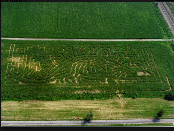 Called the Amazing Maize Maze, it was shaped like a dinosaur, and was the first maze "designed for private and public entertainment," according to Frantz