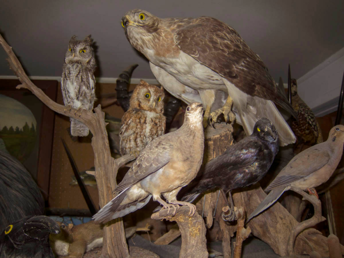 Taxidermist