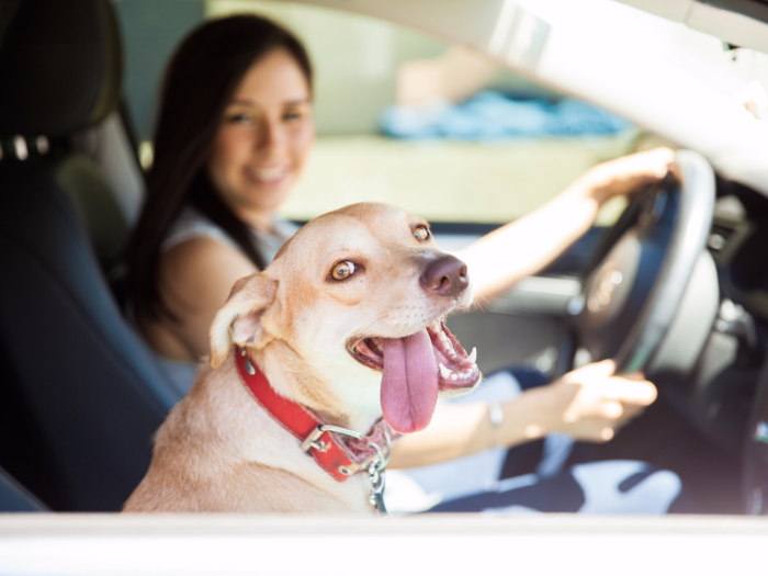 Tip if you bring a pet along for the ride with you.