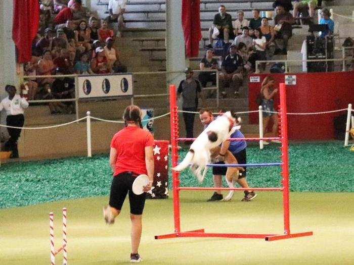 My favorite attraction was the stunt dog show. It was heartening to hear that some of the dogs had been rescued from homelessness.