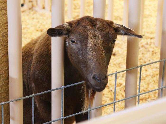 A goat was less than thrilled to be there.