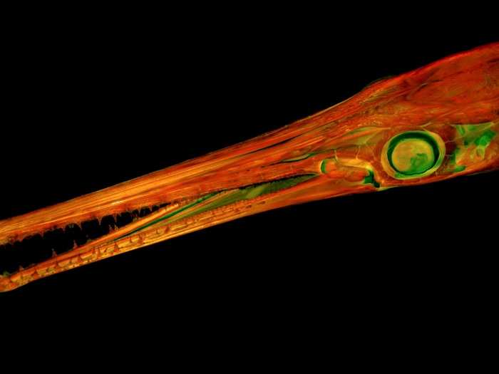 The skull of a longnose gar fish looks straight out of Beetlejuice.