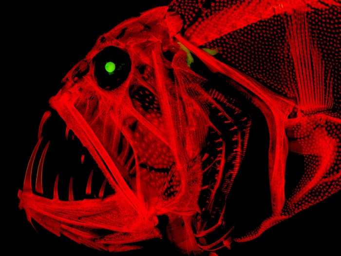 This fluorescent skeleton of a fangtooth fish is the stuff of nightmares.