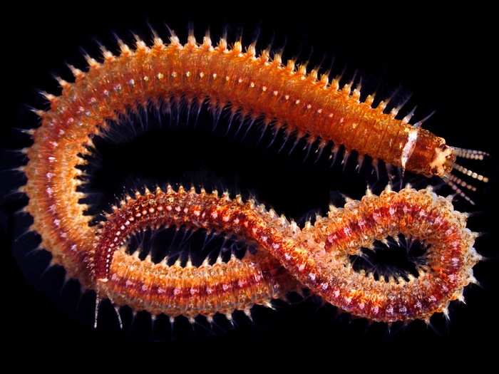 Underwater creatures can be even creepier under the microscope. This sea-dwelling eunicid worm has five antennae.