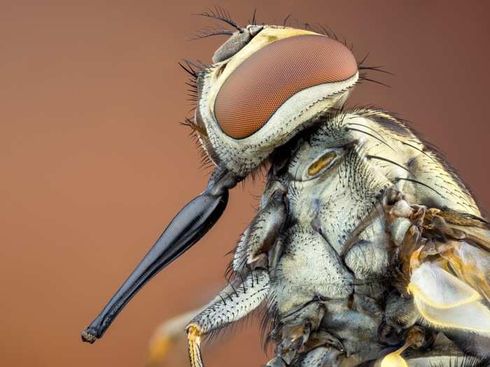 Another common pest — the biting house fly — looks downright alien under a microscope.