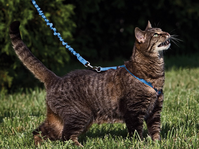 The best cat harness for indoors