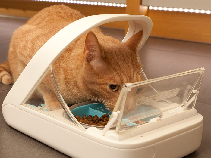 The best microchip cat feeder