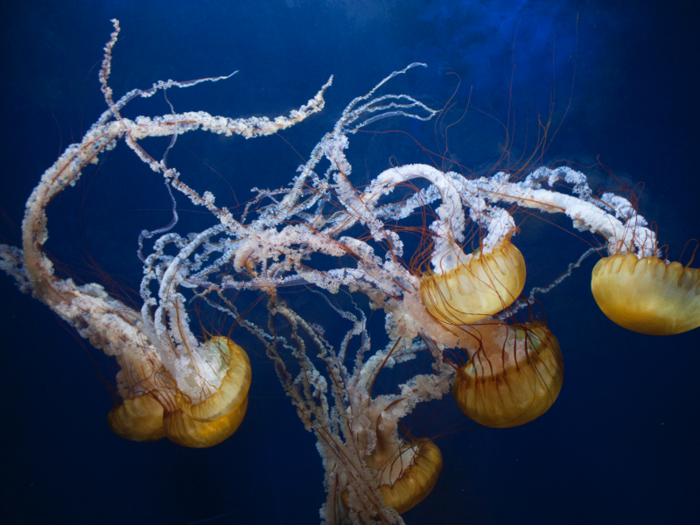 Jellyfish can even sting you after they