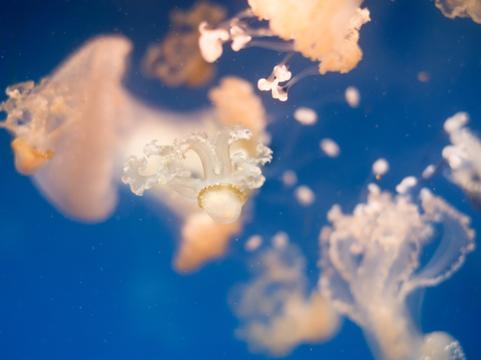 Meanwhile, the sting of a box jellyfish can kill an adult human.