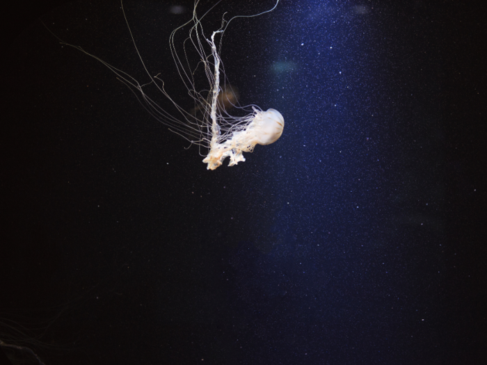 All jellyfish sting, but some pack more of a punch then others. Some species like the Irukandji jellyfish are known for their painful, barbed stings.