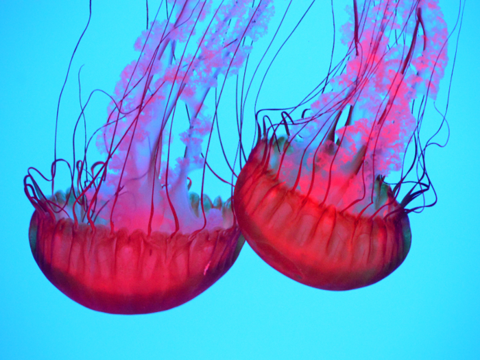 Over 2,000 species of jellyfish have been discovered.